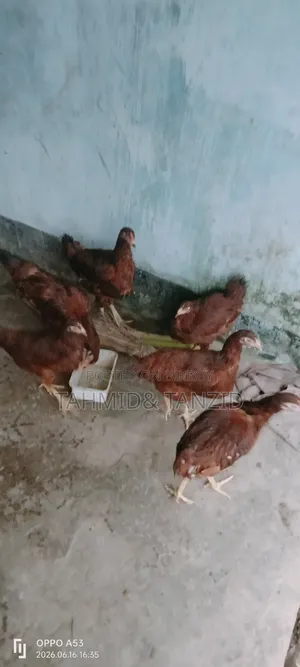 Layer Chicken