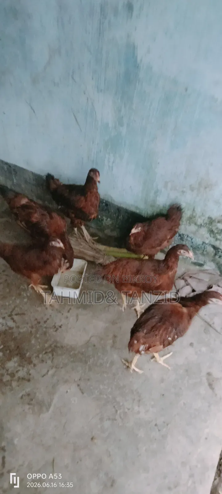Layer Chicken