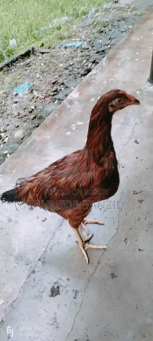 Layer Chicken