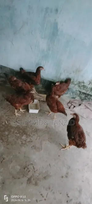 Layer Chicken
