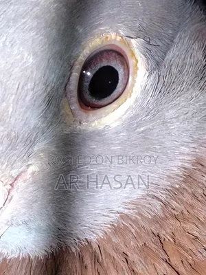 A male cross racer pigeon for sale