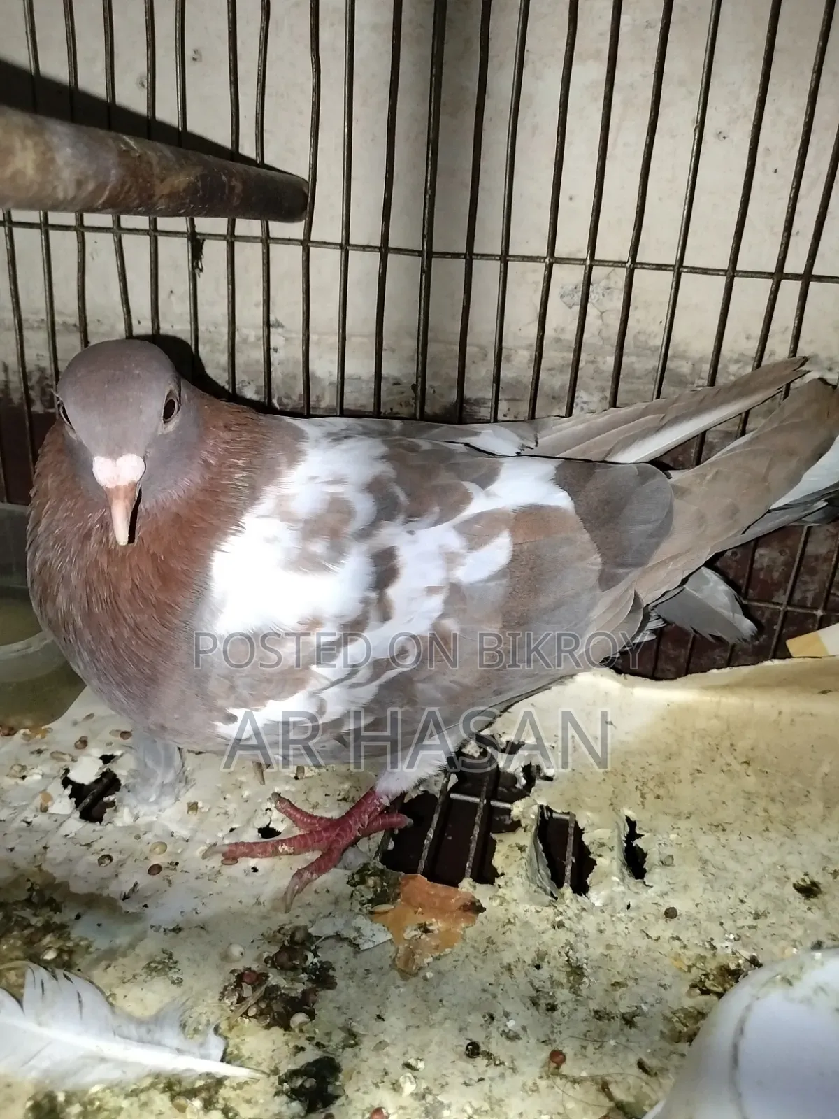 A male cross racer pigeon for sale