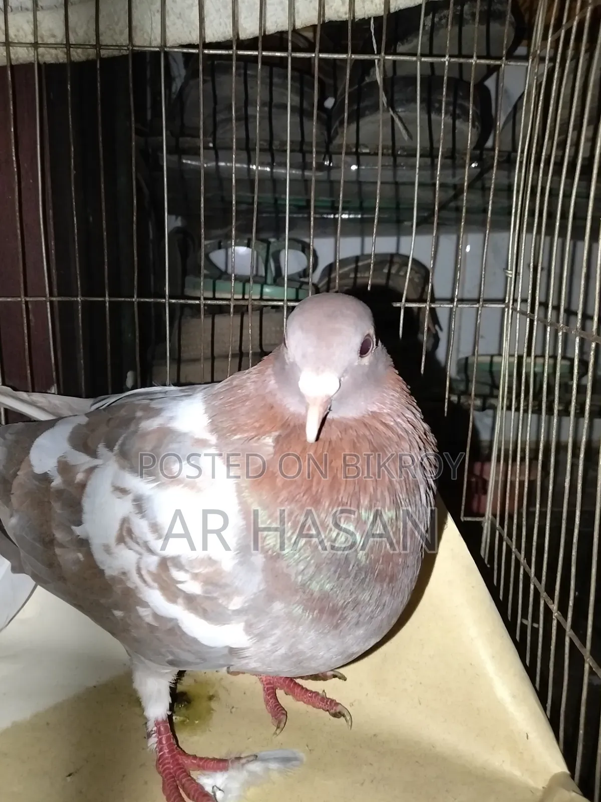 A male cross racer pigeon for sale
