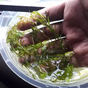 ফ্রেশ ডেনসা (১০ পিস, ৬ ইঞ্চি)। অ্যাকোয়ারিয়াম লাইভ প্ল্যান্ট। উচ্চ মানের