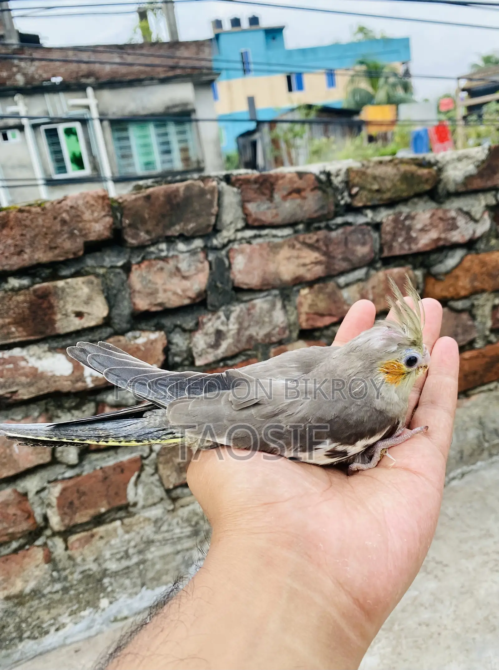 গ্রে ককাটেল বেবি