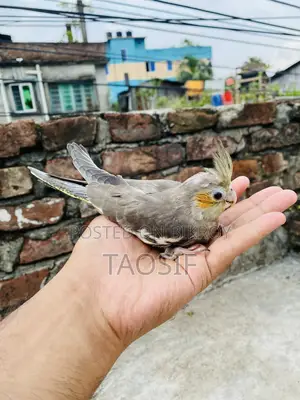 গ্রে ককাটেল বেবি
