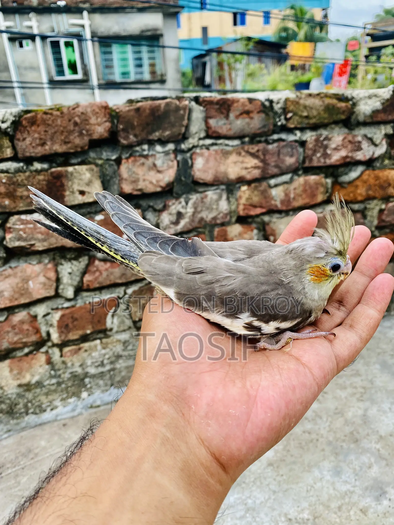 গ্রে ককাটেল বেবি