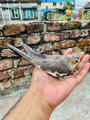 গ্রে ককাটেল বেবি