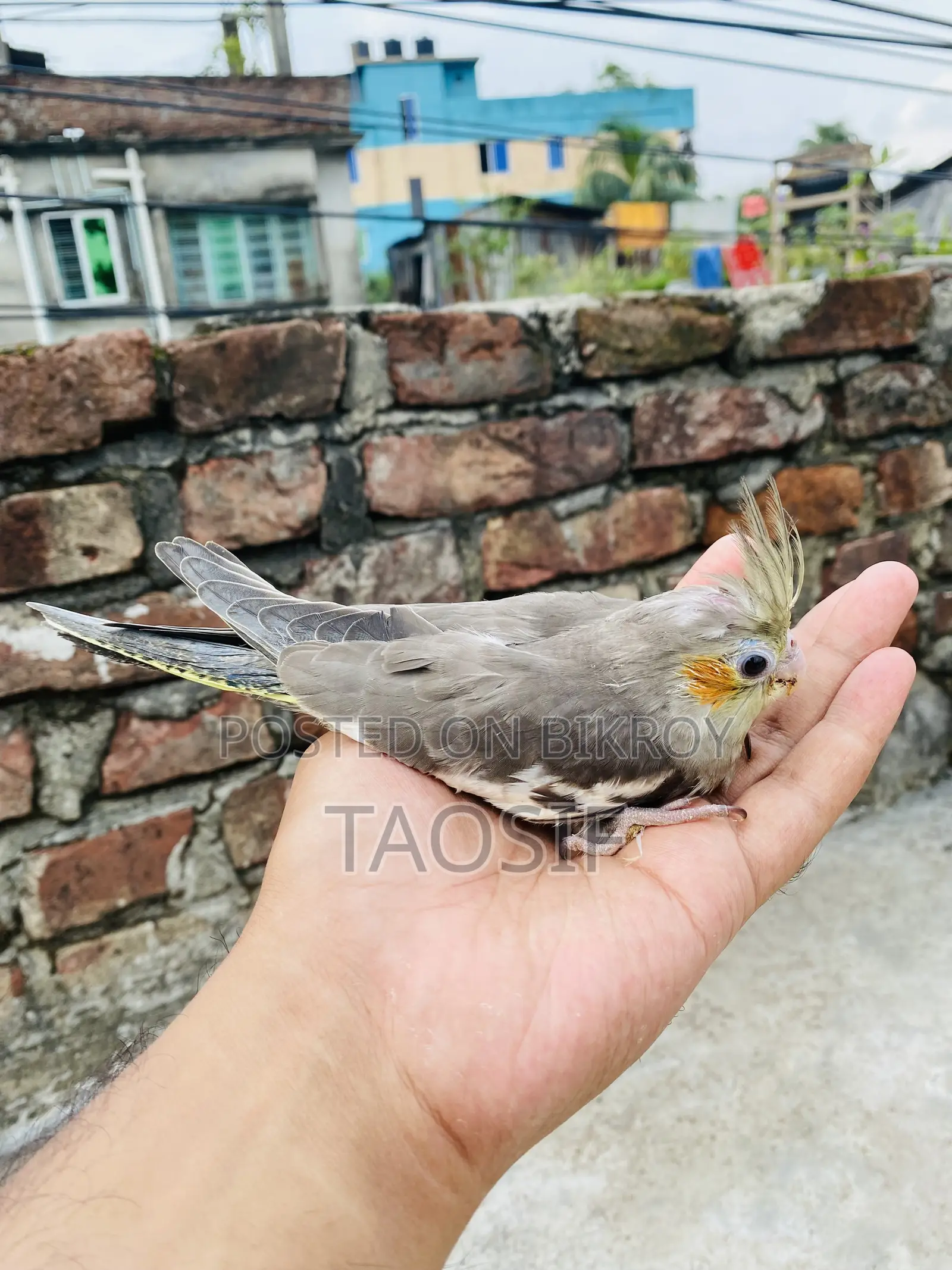 গ্রে ককাটেল বেবি