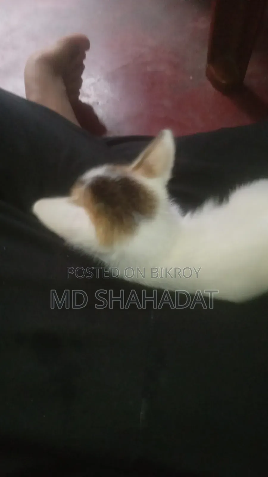 1-3 Months Male Purebred Bengal