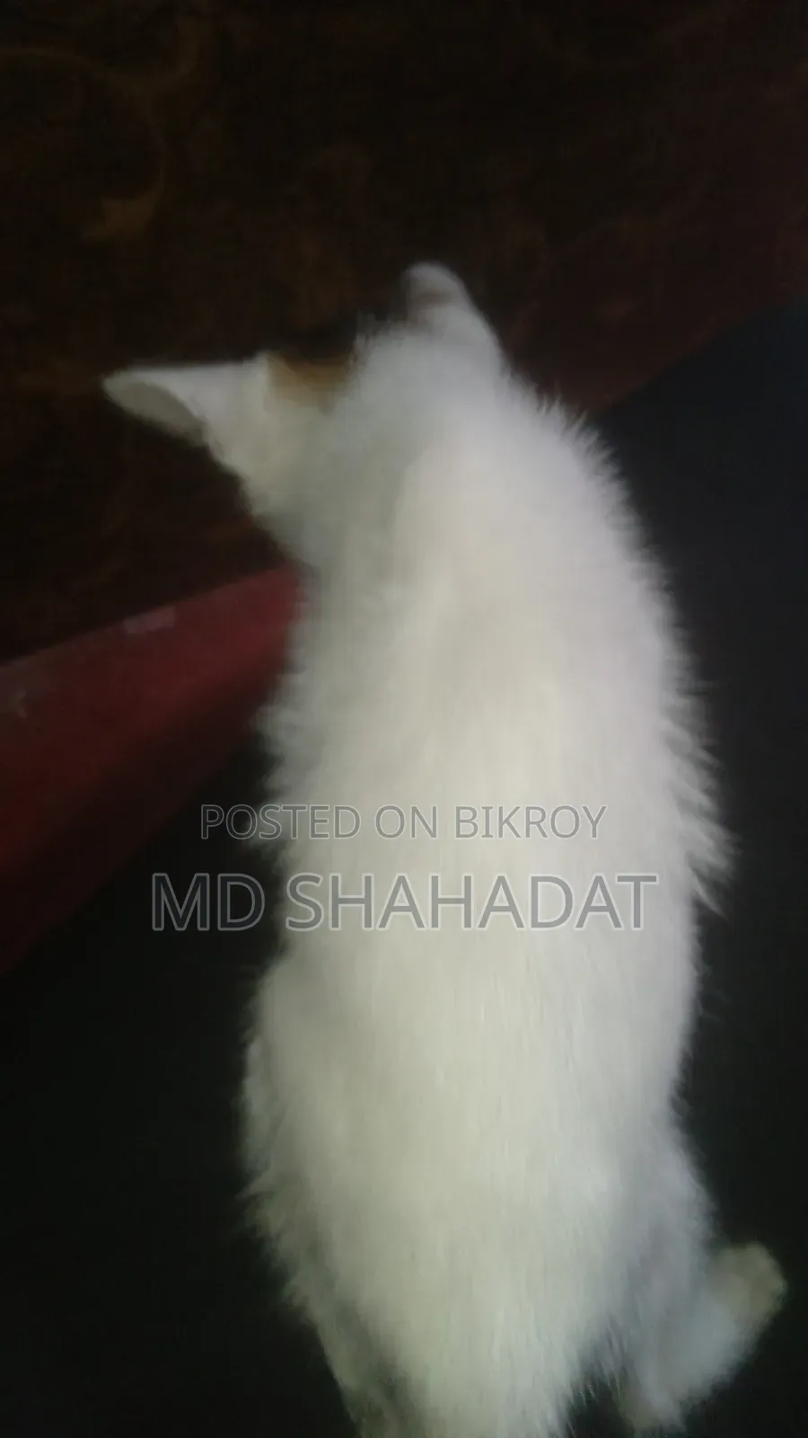 1-3 Months Male Purebred Bengal