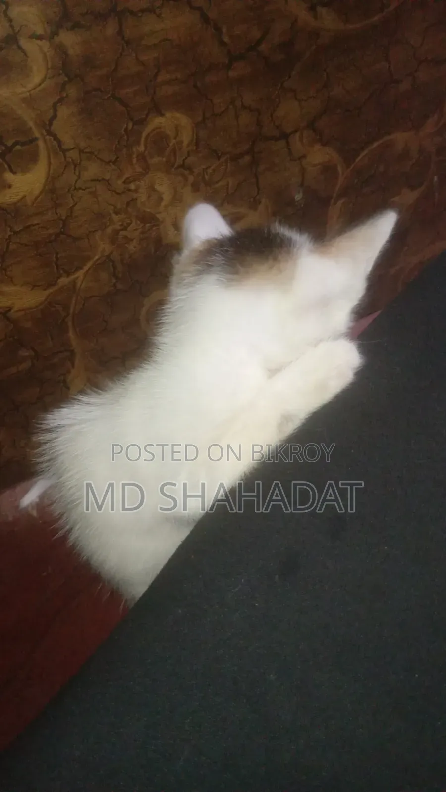 1-3 Months Male Purebred Bengal