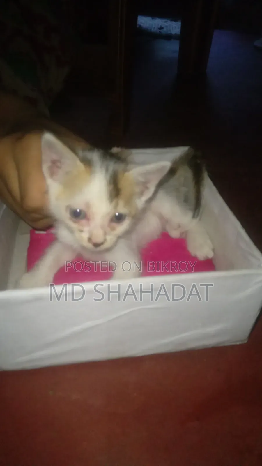 1-3 Months Male Purebred Bengal