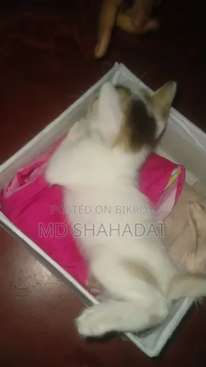 1-3 Months Male Purebred Bengal