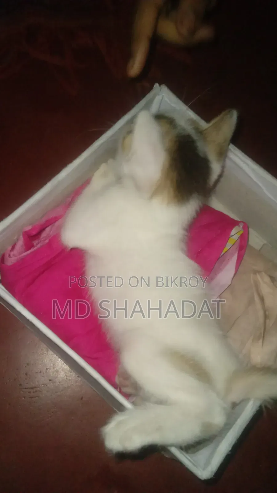 1-3 Months Male Purebred Bengal