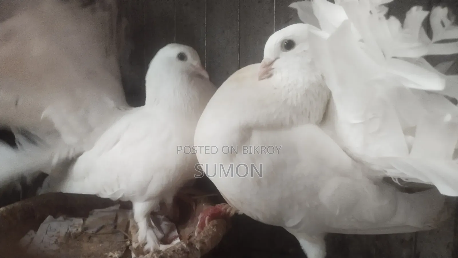 Lakkha Pigeon (White)