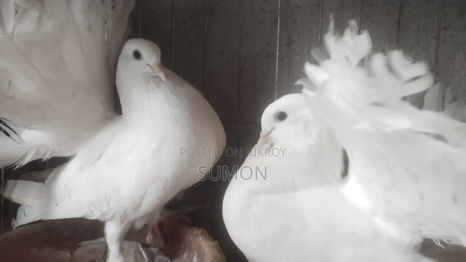 Lakkha Pigeon (White)