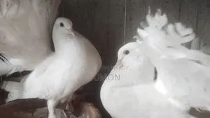 Lakkha Pigeon (White)