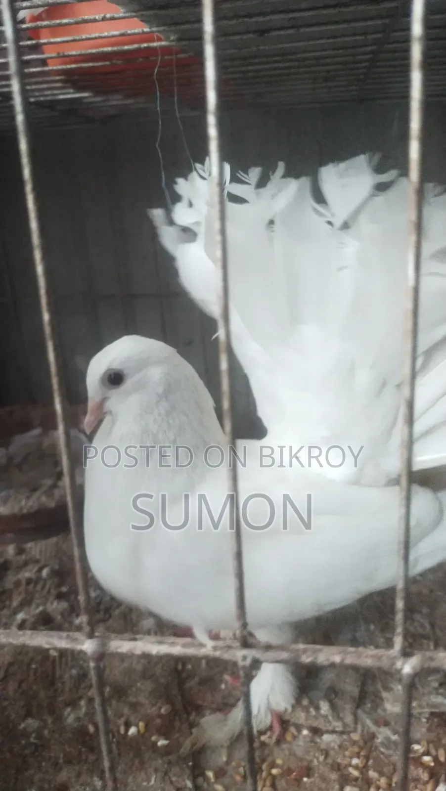 Lakkha Pigeon (White)