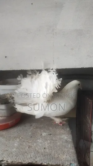 Lakkha Pigeon (White)