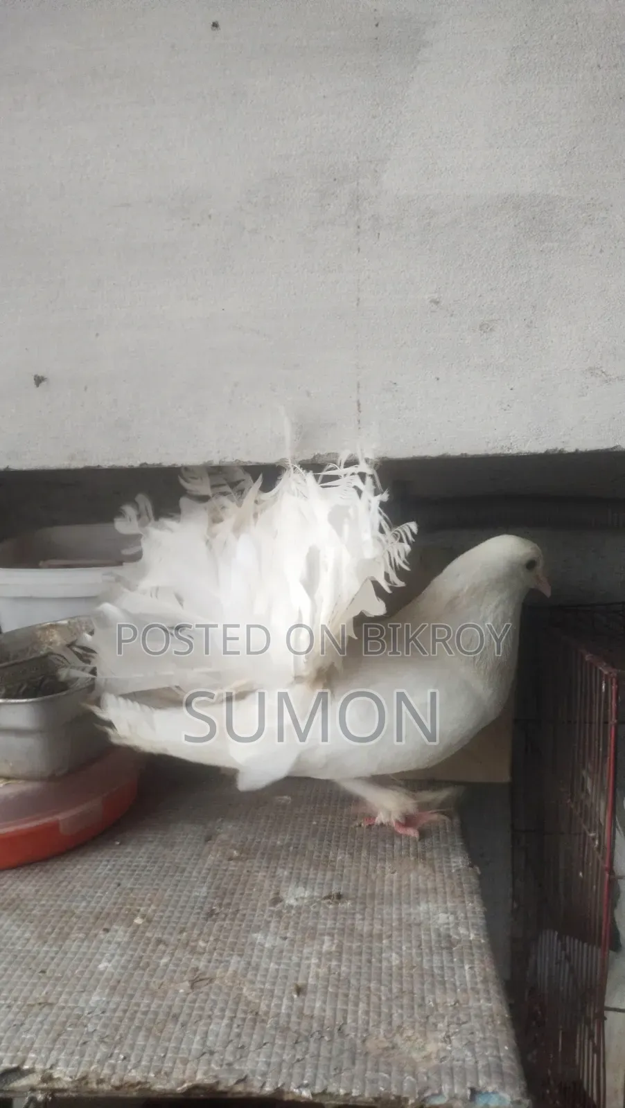 Lakkha Pigeon (White)