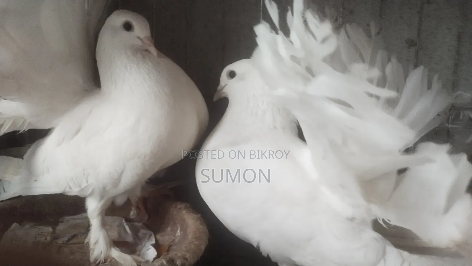 Lakkha Pigeon (White)