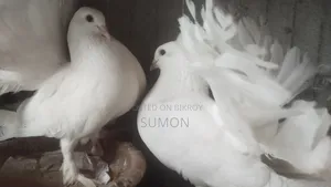 Lakkha Pigeon (White)