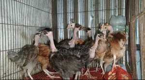 ১১ পিছ গলাছিলা বাচ্চা বিক্রি