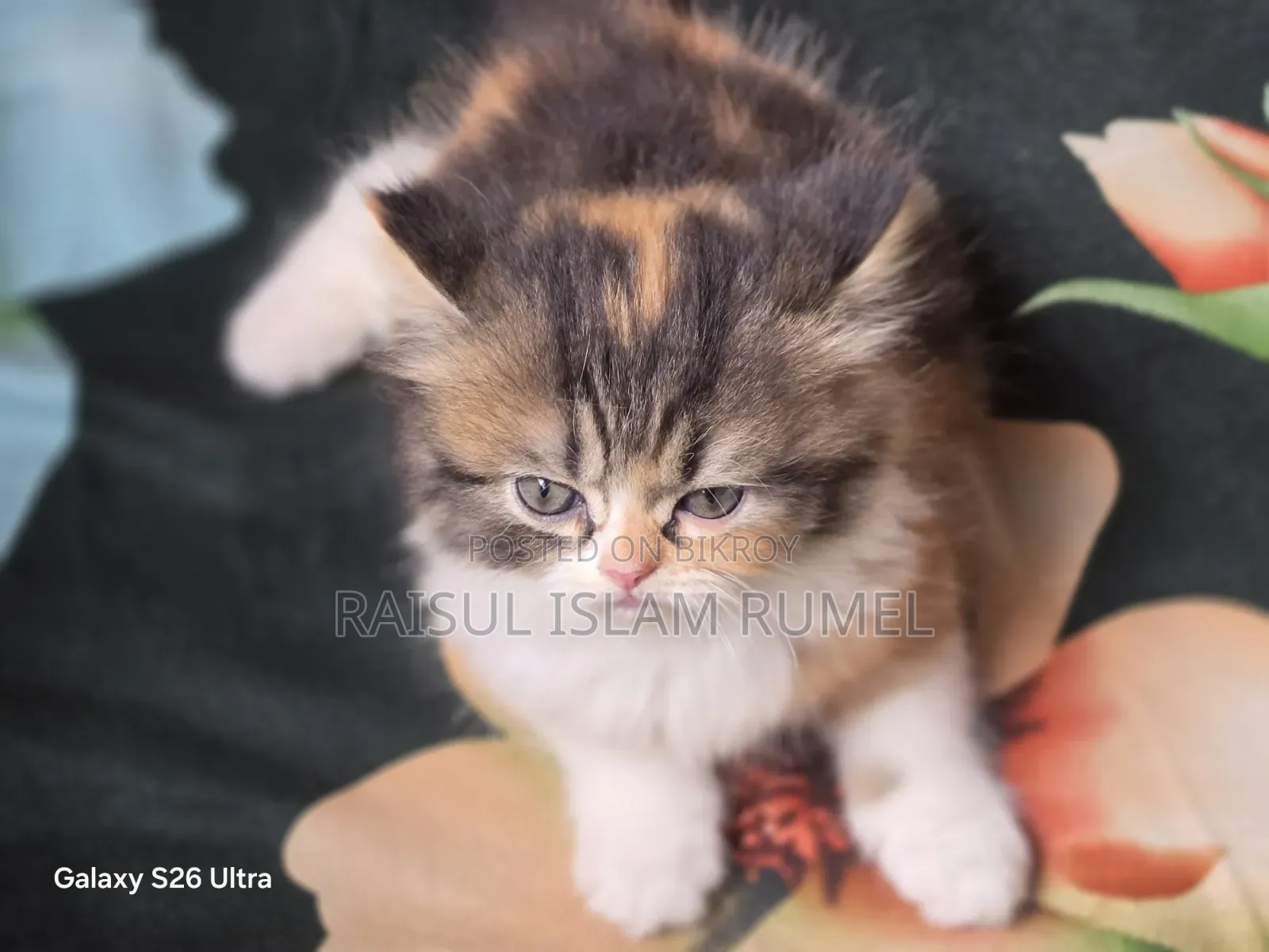 1-3 Months Female Purebred Persian