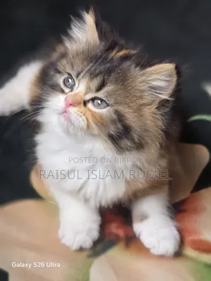 1-3 Months Female Purebred Persian