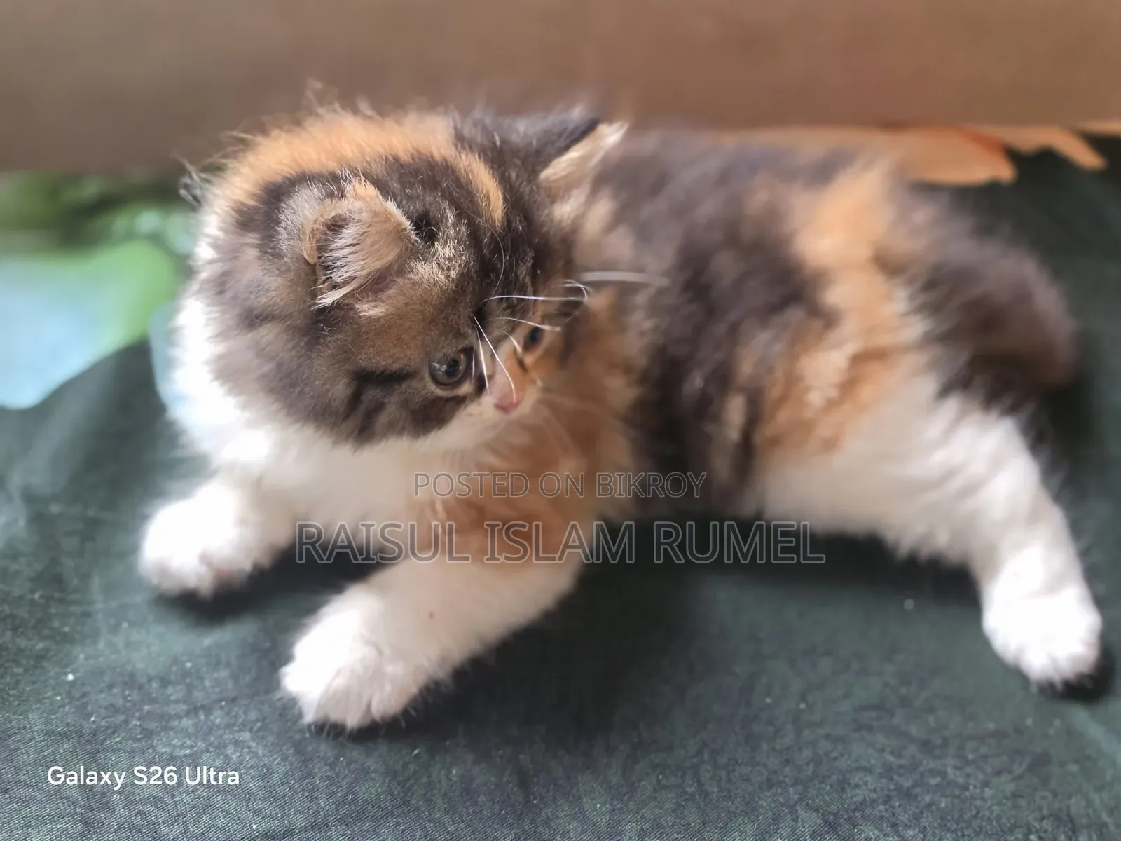1-3 Months Female Purebred Persian