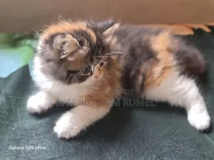 1-3 Months Female Purebred Persian