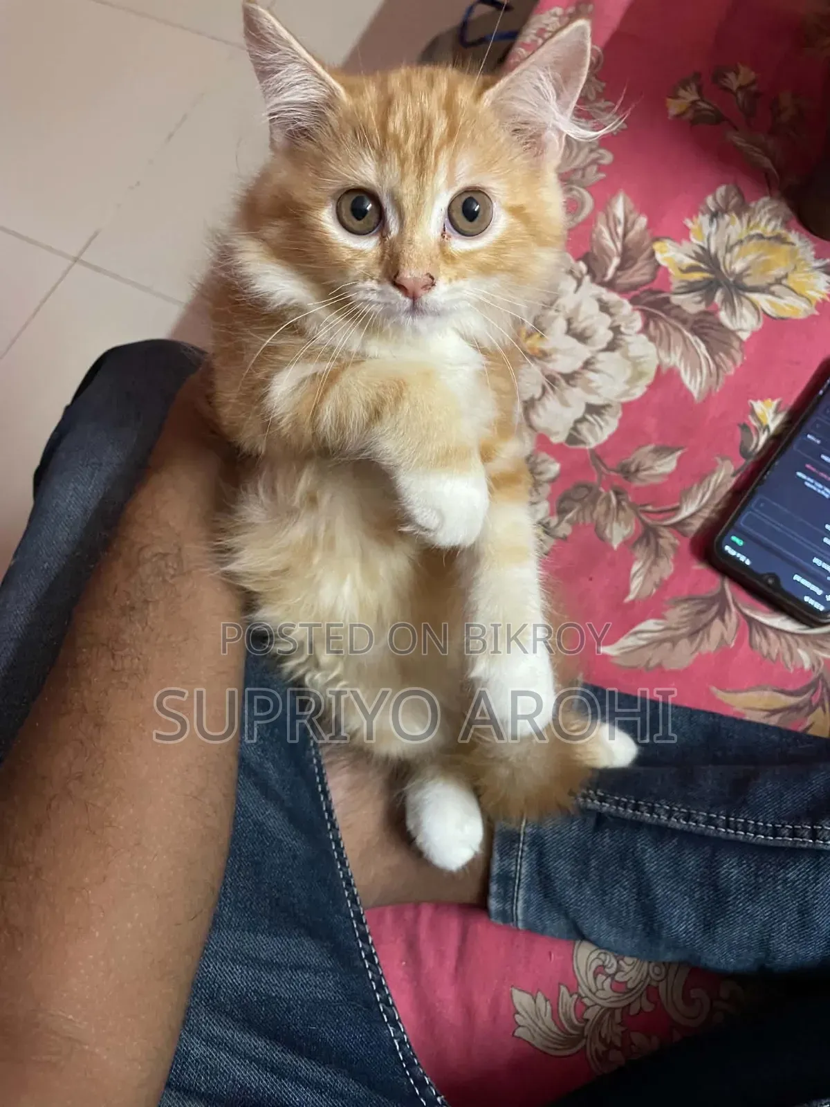 1-3 Months Female Purebred Persian