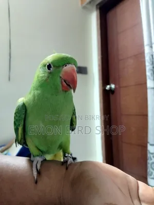 রিংনেক প্যারট
