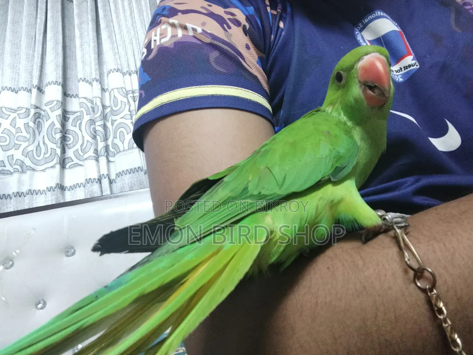 রিংনেক প্যারট