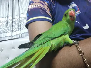 রিংনেক প্যারট