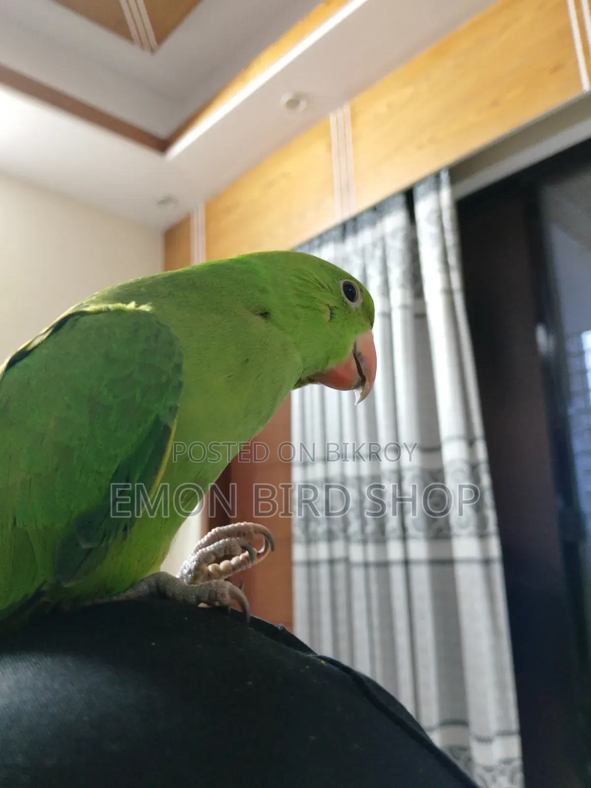 রিংনেক প্যারট