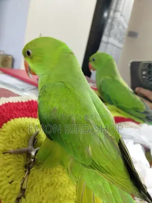রিংনেক প্যারট