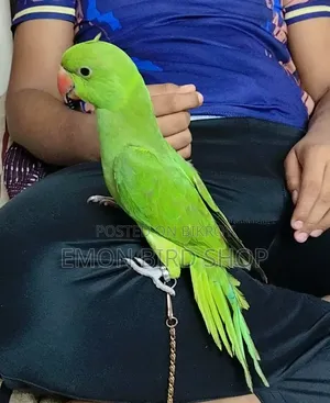 রিংনেক প্যারট
