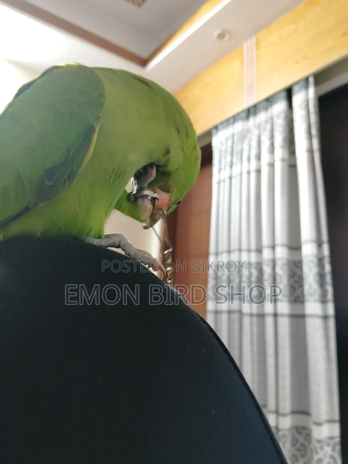 Parrot for Sale
