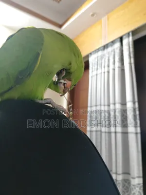 Parrot for Sale