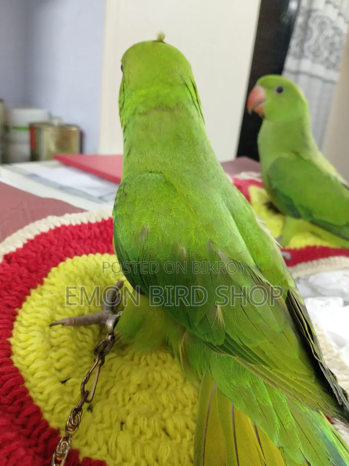 Parrot for Sale