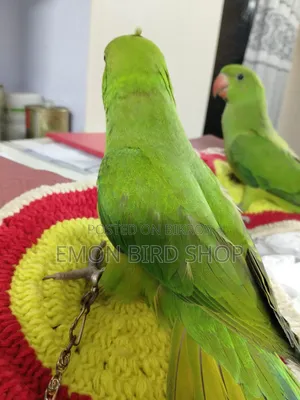 Parrot for Sale