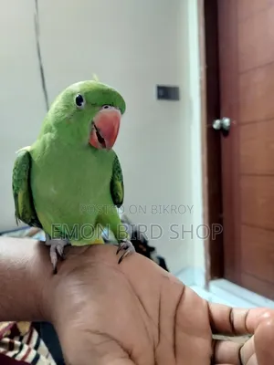 Parrot for Sale