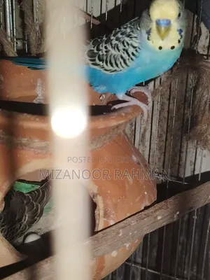 Budgerigar bird with eggs for sale