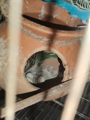 Budgerigar bird with eggs for sale
