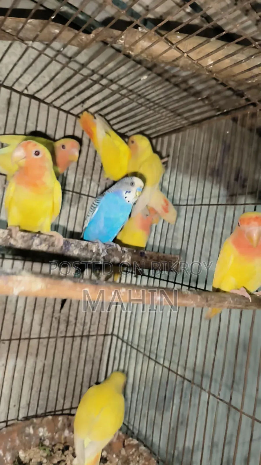 Love Bird (4 Month)