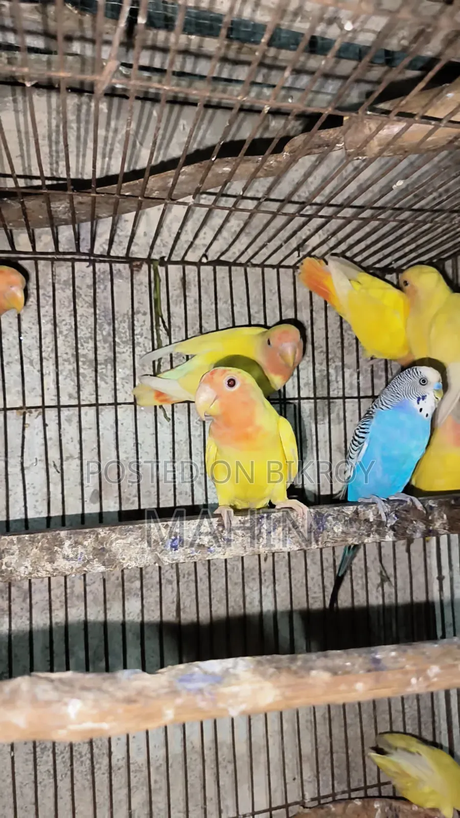 Love Bird (4 Month)