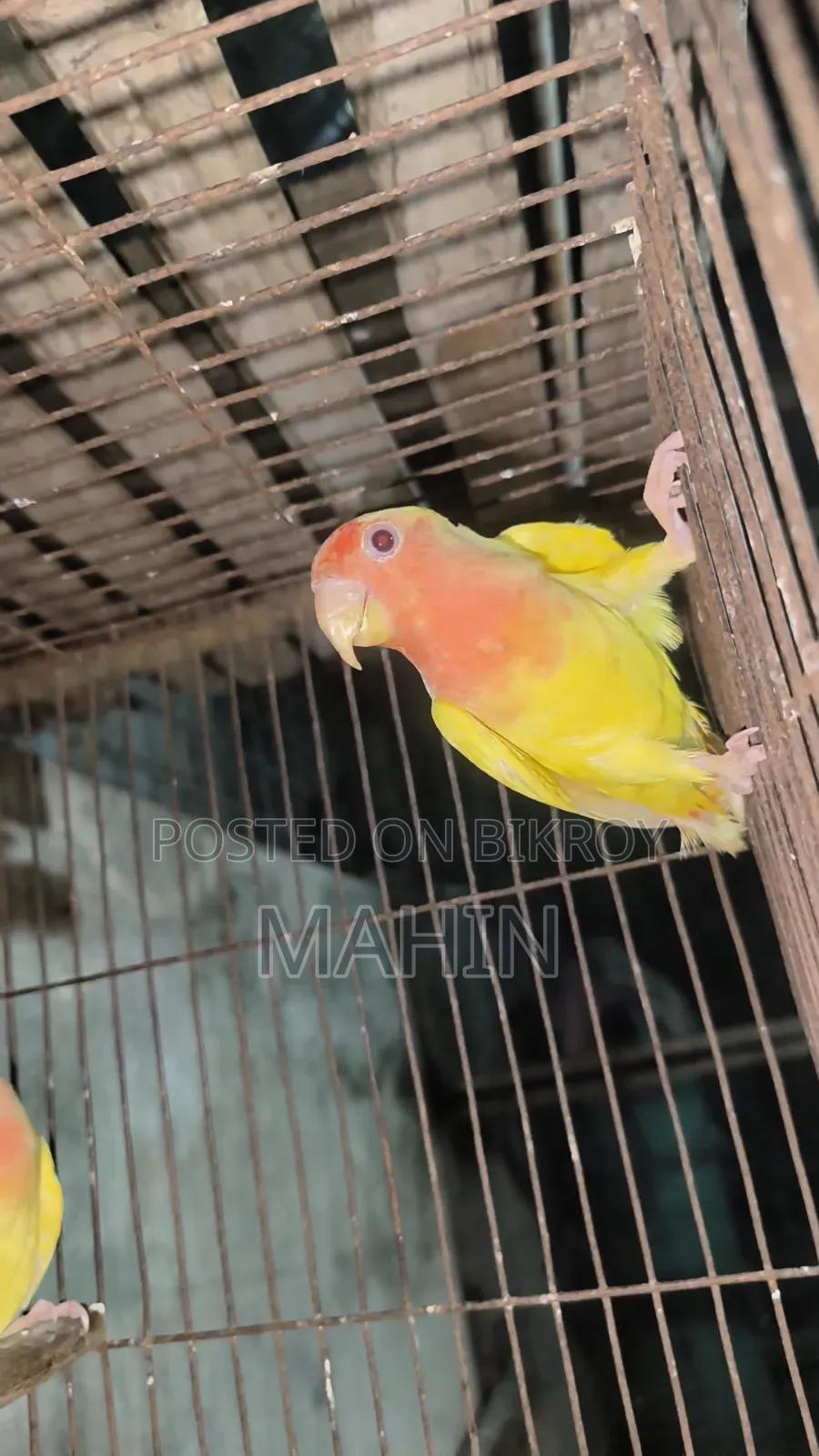 Love Bird (4 Month)