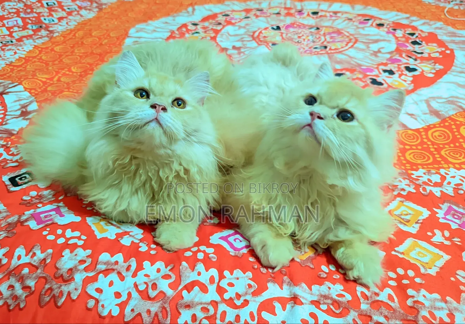 3-6 Months Male Purebred Persian